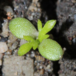 Tripleurospermum perforatum - Geruchlose Kamille