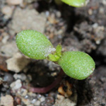 Tripleurospermum perforatum - Geruchlose Kamille