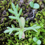 Tripleurospermum perforatum - Geruchlose Kamille