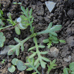 Tripleurospermum perforatum - Geruchlose Kamille
