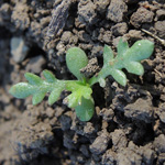 Tripleurospermum perforatum - Geruchlose Kamille