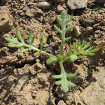 Tripleurospermum perforatum - Geruchlose Kamille