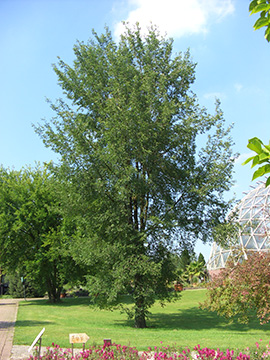 Ulmus Resista