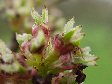 Ulmus Resista