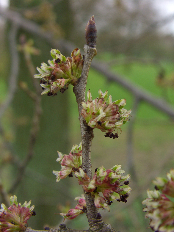 Ulmus Resista