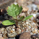 Urtica dioica - Große Brennnessel