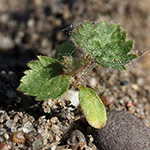 Urtica dioica - Große Brennnessel