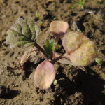 Urtica dioica - Große Brennnessel