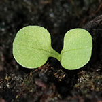 Valerianella dentata - Gezähnter Feldsalat
