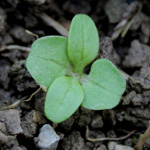Valerianella dentata - Gezähnter Feldsalat