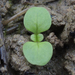 Valerianella dentata - Gezähnter Feldsalat