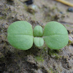 Valerianella dentata - Gezähnter Feldsalat