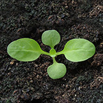 Valerianella dentata - Gezähnter Feldsalat