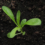 Valerianella dentata - Gezähnter Feldsalat