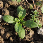 Valerianella dentata - Gezähnter Feldsalat