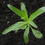 Valerianella dentata - Gezähnter Feldsalat