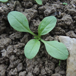 Valerianella dentata - Gezähnter Feldsalat