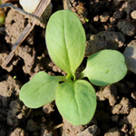Valerianella locusta - Echter Feldsalat