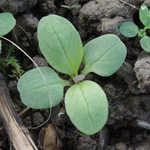 Valerianella locusta - Echter Feldsalat