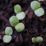 Valerianella locusta - Echter Feldsalat