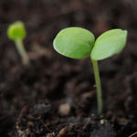 Valerianella locusta - Echter Feldsalat