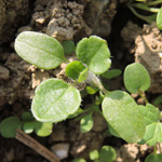 Veronica hederifolia - Efeublättriger Ehrenpreis