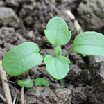 Veronica hederifolia - Efeublättriger Ehrenpreis
