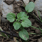 Veronica hederifolia - Efeublättriger Ehrenpreis