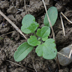 Veronica hederifolia - Efeublättriger Ehrenpreis