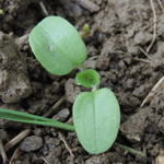 Veronica hederifolia - Efeublättriger Ehrenpreis
