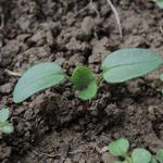 Veronica hederifolia - Efeublättriger Ehrenpreis