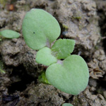 Veronica persica - Persischer Ehrenpreis