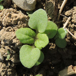 Veronica persica - Persischer Ehrenpreis