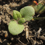 Veronica persica - Persischer Ehrenpreis