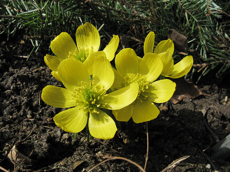 Eranthis cilicica