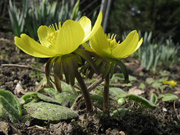 Eranthis cilicica