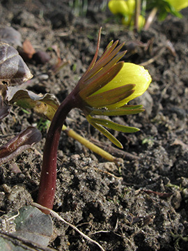 Eranthis cilicica