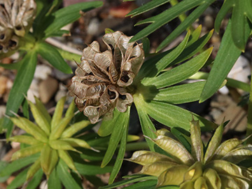 Eranthis cilicica