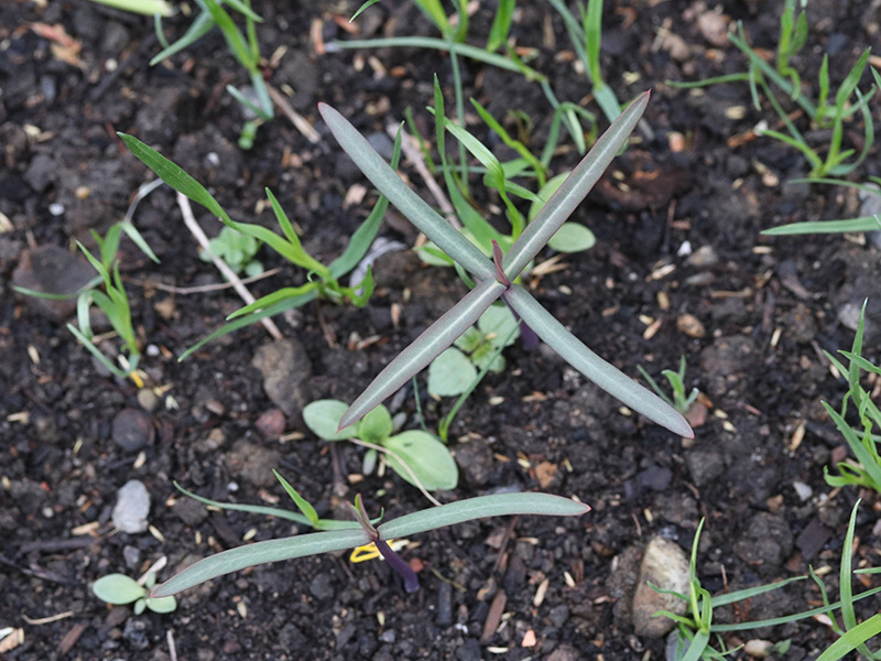 Euphorbia lathyris