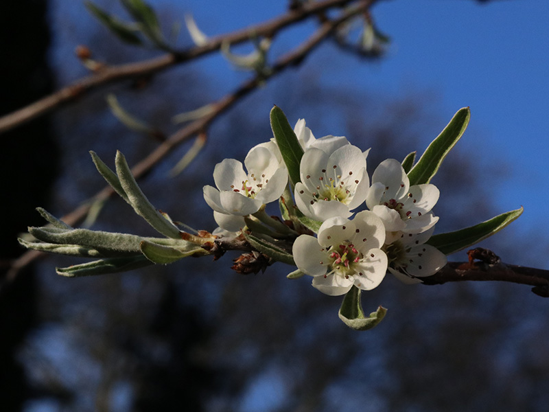 Pyrus salicifolia