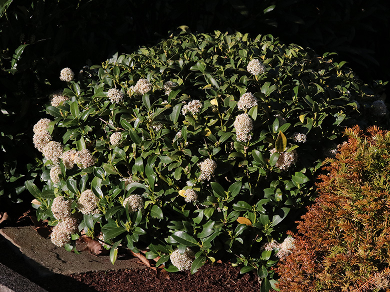 Skimmia japonica