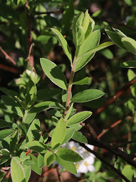 Spiraea arguta