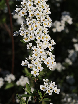 Spiraea arguta