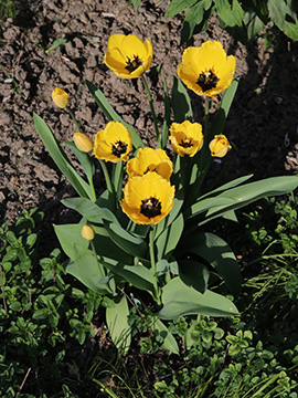 Tulipa gesneriana