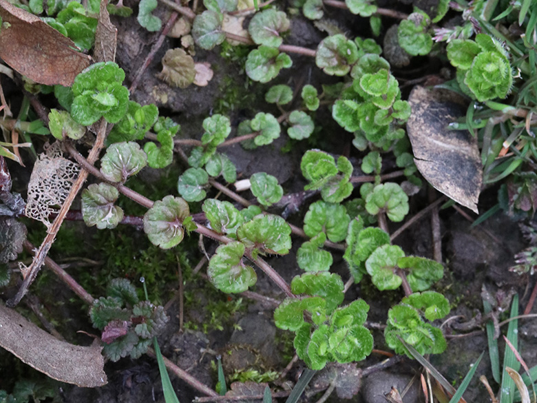 Veronica filiformis