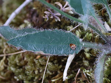 Hieracium schmidtii comatulum