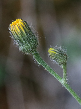 Hieracium schmidtii comatulum