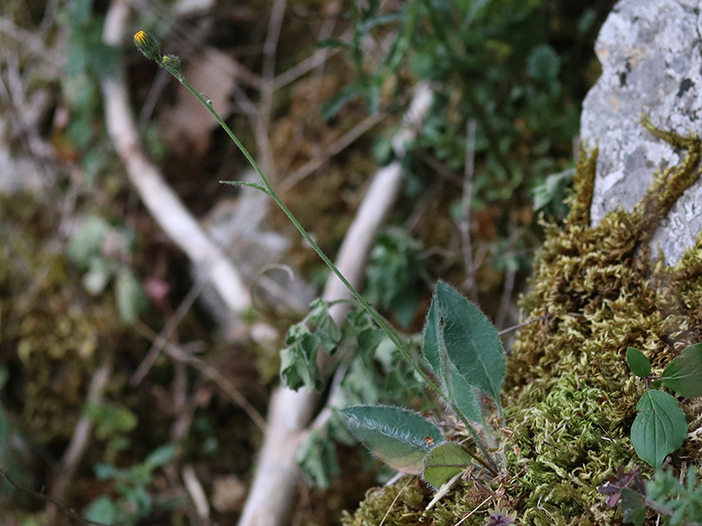 Hieracium schmidtii comatulum