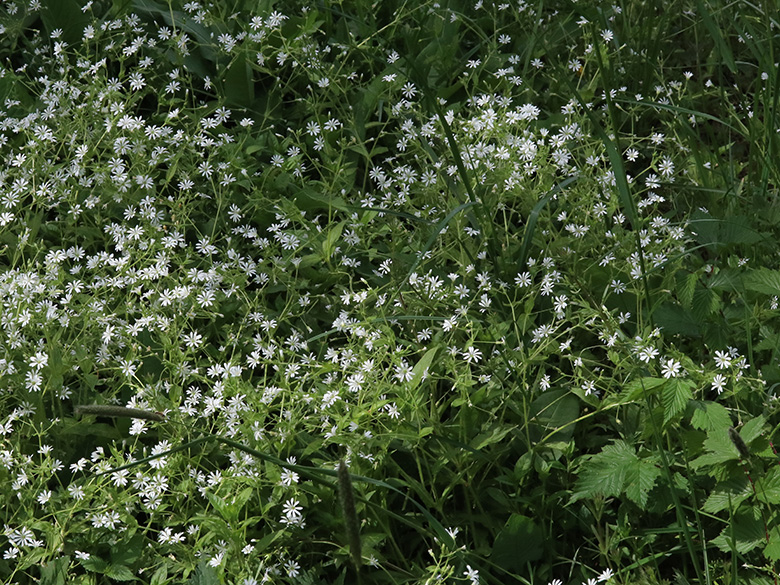 Stellaria nemorum