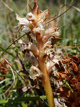 Orobanche amethystea